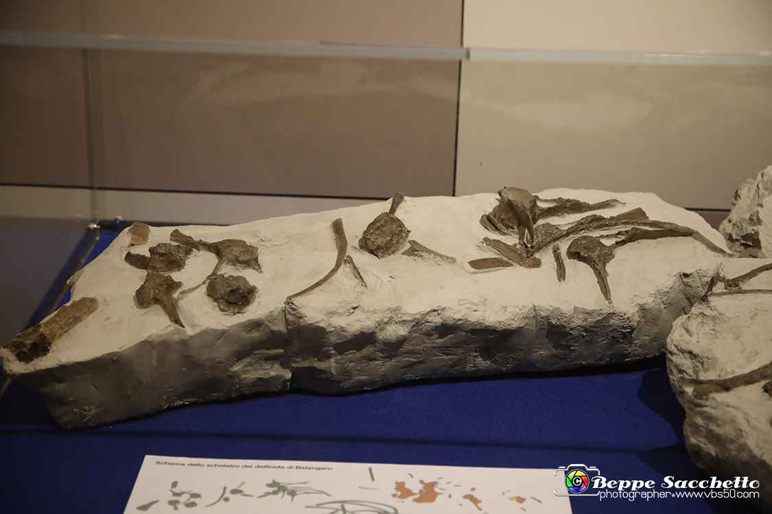 VBS_9189 - Museo Paleontologico - Asti.jpg